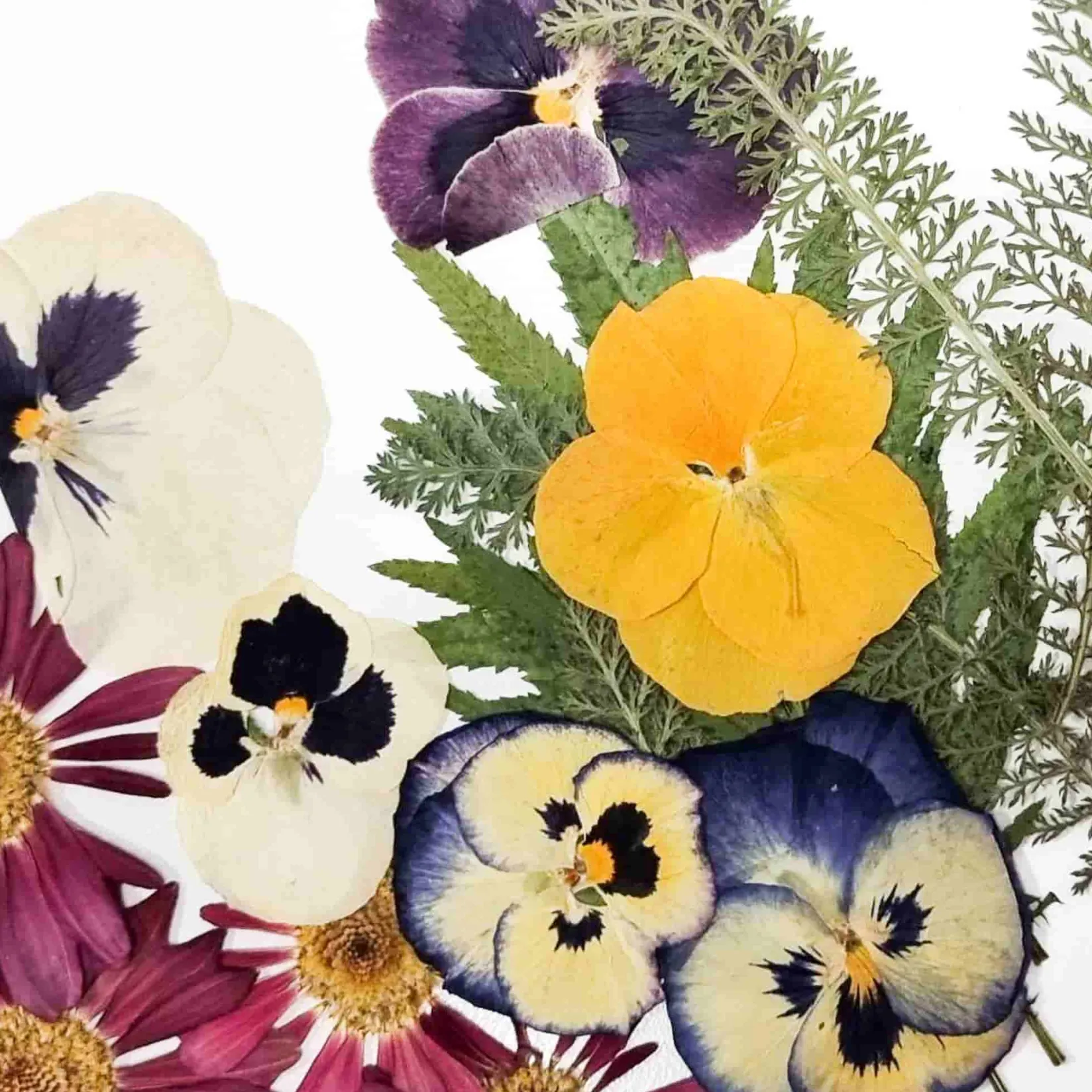 Sous Chef Ingredients Brands|Baking Ingredients^Edible Dried & Pressed Flower & Leaf Mix, 20 pieces