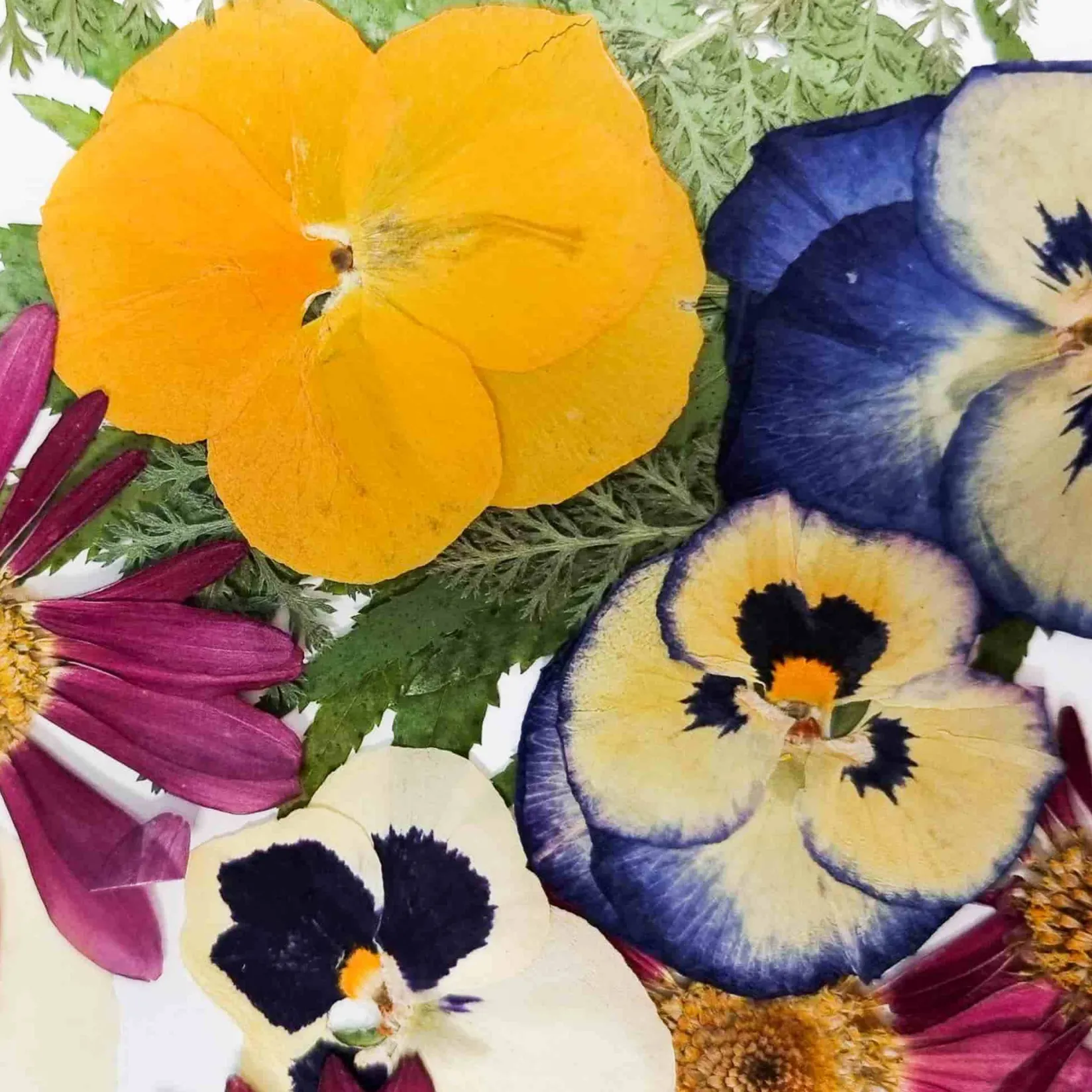 Sous Chef Ingredients Brands|Baking Ingredients^Edible Dried & Pressed Flower & Leaf Mix, 20 pieces