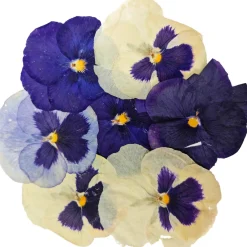 Sous Chef Ingredients Brands|Baking Ingredients^Edible Dried & Pressed Giant Pansies, 8 pieces