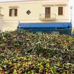 Galantino Ingredients Brands|Italian Ingredients^Fruttato Medio Extra Virgin Olive Oil, 500ml