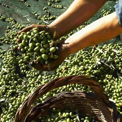 Galantino Ingredients Brands|Italian Ingredients^Fruttato Medio Extra Virgin Olive Oil, 500ml