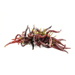 Delicioso Ingredients Brands|Spanish Ingredients^Guindilla Pepper Ristra - String of 50