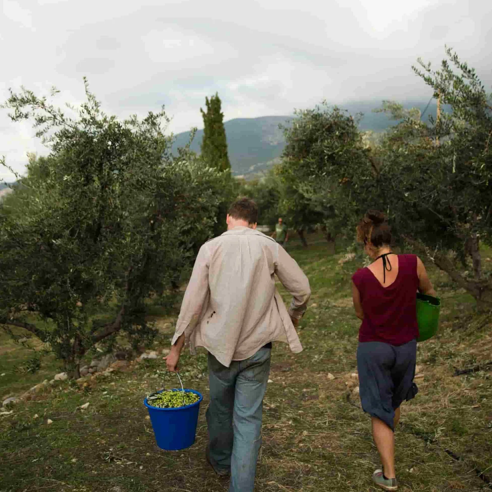 Honest Toil Greek Ingredients|Oil, Vinegar & Dressings^Extra Virgin Greek Olive Oil, 500ml