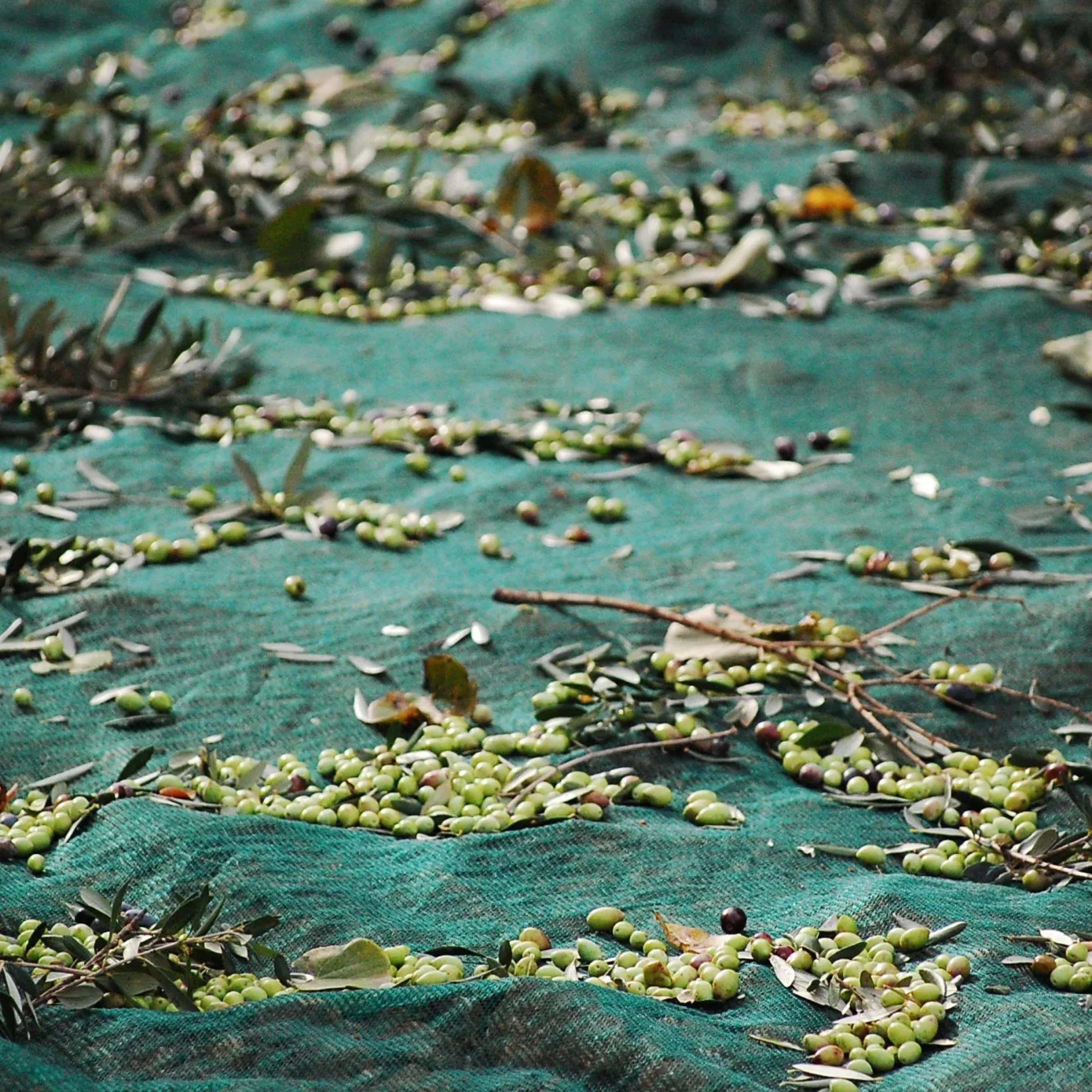 Honest Toil Greek Ingredients|Oil, Vinegar & Dressings^Extra Virgin Greek Olive Oil, 500ml