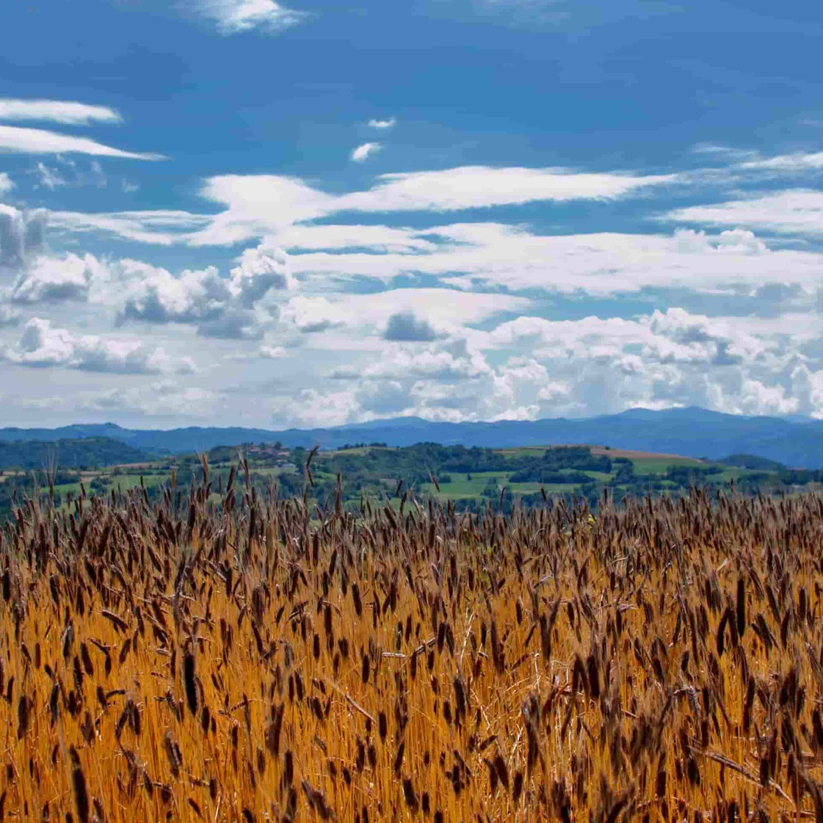 Mulino Marino Italian Ingredients|Baking Ingredients^Organic 00 Flour, 1kg