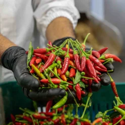 Galantino Ingredients Brands|Italian Ingredients^Puglian Olive Oil with Chilli in Terracotta Bottle, 250ml