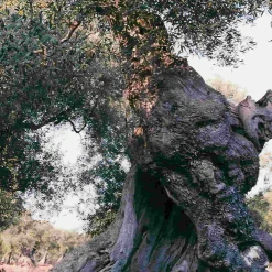 Galantino Ingredients Brands|Italian Ingredients^Puglian Olive Oil with Chilli in Terracotta Bottle, 250ml