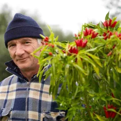 Galantino Ingredients Brands|Italian Ingredients^Puglian Olive Oil with Chilli in Terracotta Bottle, 250ml