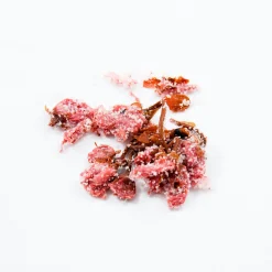 Japanese Ingredients Ingredients Brands|Japanese Ingredients^Salted Sakura Cherry Blossom, 30g