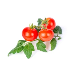 Veritable Tableware Brands^Baby Vegetable Lingot Insert, Organic Mini Red Tomato